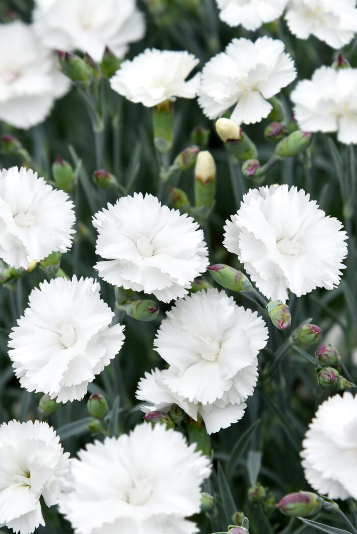Goździk postrzępiony „Angel of Purity” - Dianthus plumarius Angel of Purity - obrazek 1