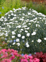 Goździk postrzępiony „Angel of Purity” - Dianthus plumarius Angel of Purity - obrazek 4