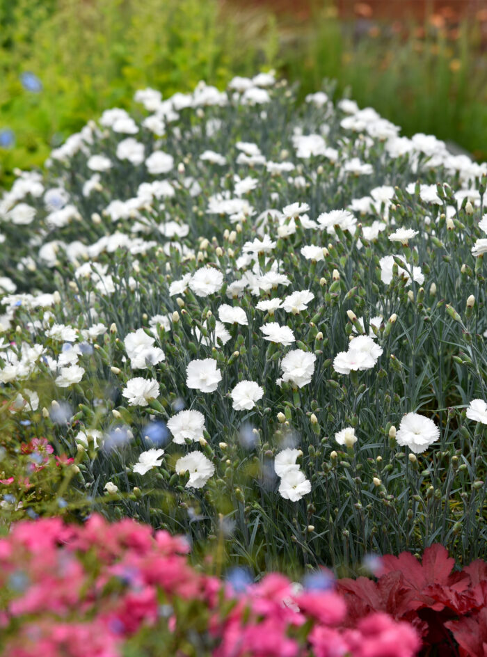Goździk postrzępiony „Angel of Purity” - Dianthus plumarius Angel of Purity - obrazek 4