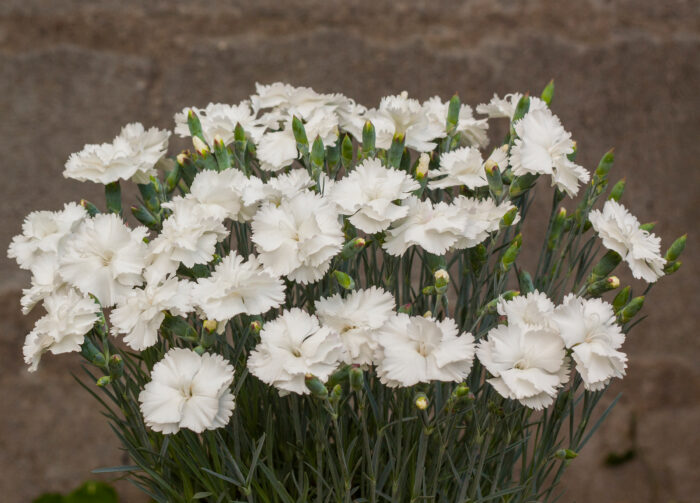 Goździk postrzępiony „Angel of Purity” - Dianthus plumarius Angel of Purity - obrazek 3