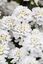 Ubiorek wieczniezielony "Appen Etz"- Iberis sempervirens "Appen Etz" - obrazek 4