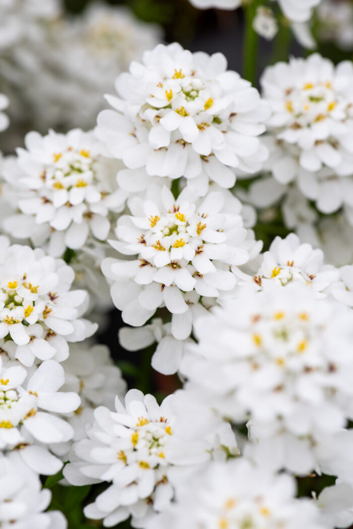 Ubiorek wieczniezielony "Appen Etz"- Iberis sempervirens "Appen Etz" - obrazek 4