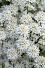 Ubiorek wieczniezielony "Appen Etz"- Iberis sempervirens "Appen Etz" - obrazek 5