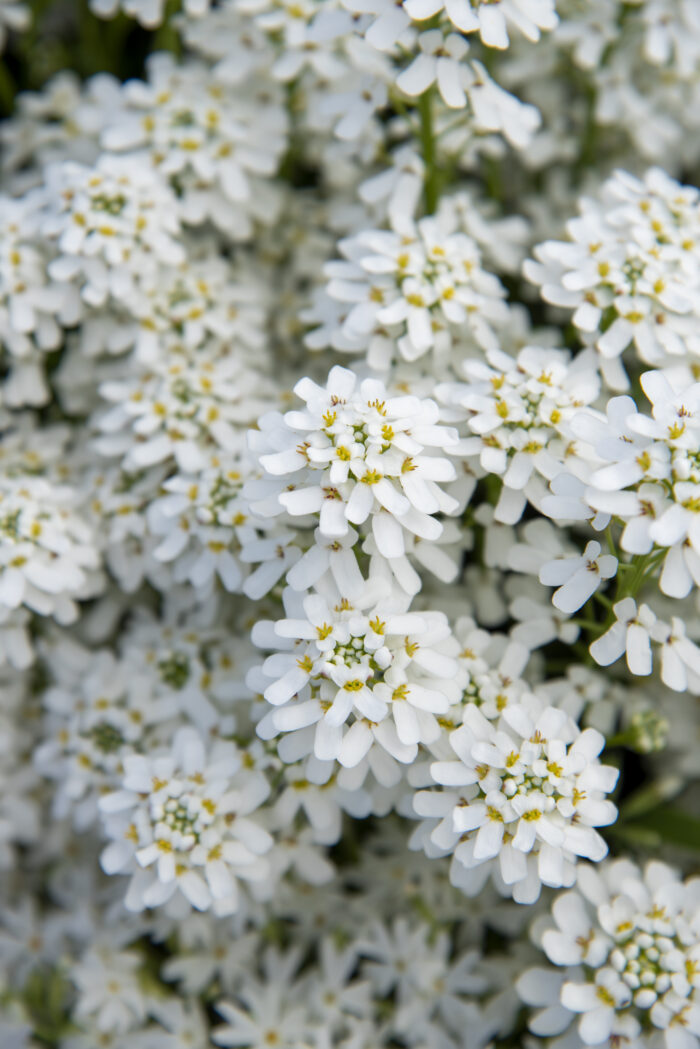 Ubiorek wieczniezielony "Appen Etz"- Iberis sempervirens "Appen Etz" - obrazek 5