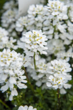 Ubiorek wieczniezielony "Appen Etz"- Iberis sempervirens "Appen Etz" - obrazek 6