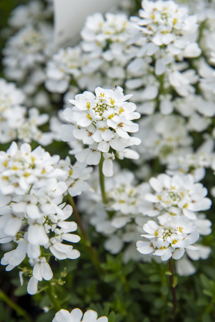 Ubiorek wieczniezielony "Appen Etz"- Iberis sempervirens "Appen Etz" - obrazek 6