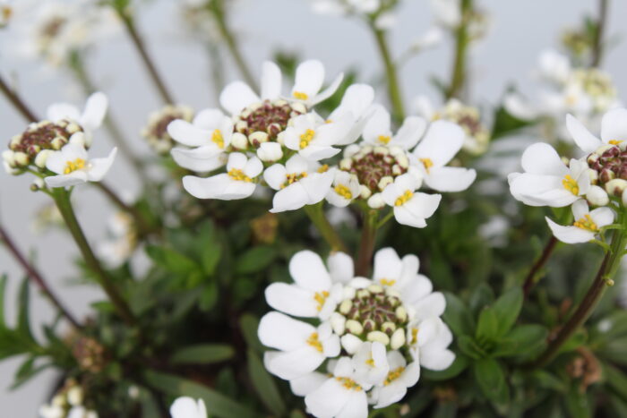 Ubiorek wieczniezielony "Appen Etz"- Iberis sempervirens "Appen Etz" - obrazek 2