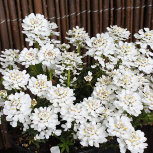 Ubiorek wieczniezielony "Appen Etz"- Iberis sempervirens "Appen Etz"