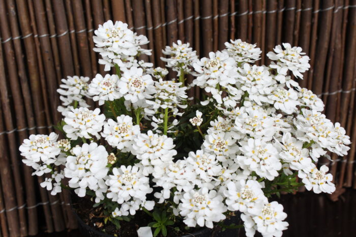 Ubiorek wieczniezielony "Appen Etz"- Iberis sempervirens "Appen Etz" - obrazek 1