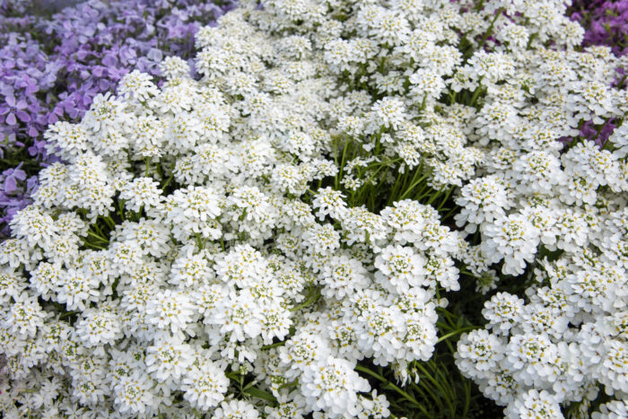 Ubiorek wieczniezielony "Appen Etz"- Iberis sempervirens "Appen Etz" - obrazek 3