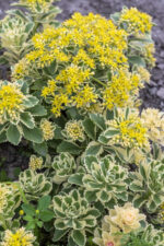 Rozchodnik „Atlantis” - Sedum takesimense "Atlantis" - obrazek 3