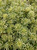 Rozchodnik „Atlantis” - Sedum takesimense "Atlantis"