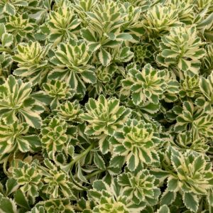 Rozchodnik „Atlantis” - Sedum takesimense "Atlantis"