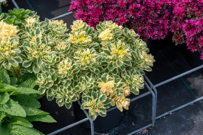 Rozchodnik „Atlantis” - Sedum takesimense "Atlantis" - obrazek 4