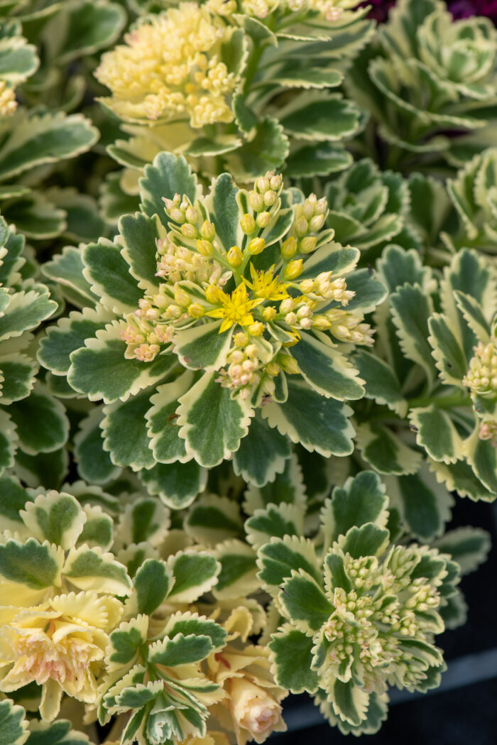 Rozchodnik „Atlantis” - Sedum takesimense "Atlantis" - obrazek 5