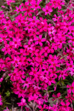 Floks szydlasty „Atropurpurea” - Phlox subulata Atropurpurea - obrazek 2