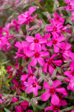 Floks szydlasty „Atropurpurea” - Phlox subulata Atropurpurea