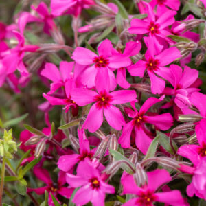 Floks szydlasty „Atropurpurea” - Phlox subulata Atropurpurea