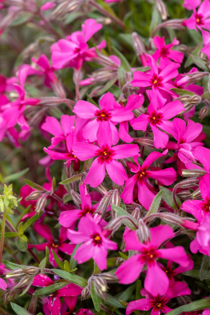 Floks szydlasty „Atropurpurea” - Phlox subulata Atropurpurea - obrazek 1