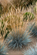 Kostrzewa siwa „Azurit” - Festuca glauca Azurit - Image 2