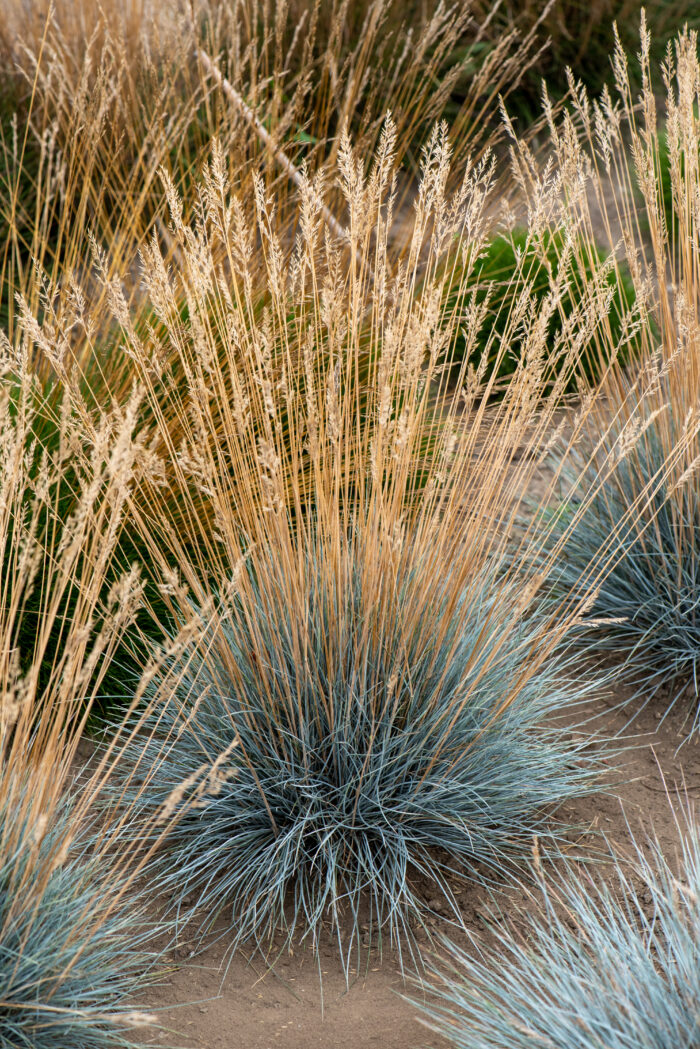 Kostrzewa siwa „Azurit” - Festuca glauca Azurit - Image 2