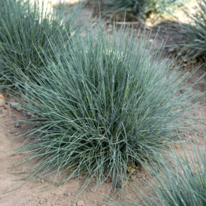 Kostrzewa siwa „Azurit” - Festuca glauca Azurit