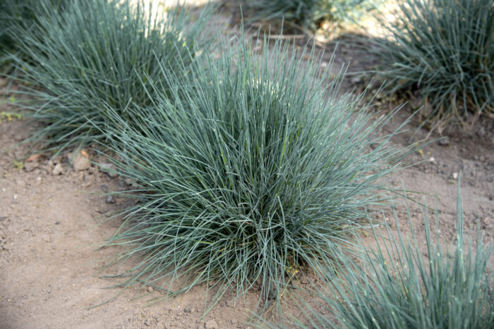 azurit_festuca-glauca_79095_2 Kostrzewa siwa „Azurit” - Festuca glauca Azurit - Image 1