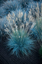 Kostrzewa siwa „Azurit” - Festuca glauca Azurit - Image 3