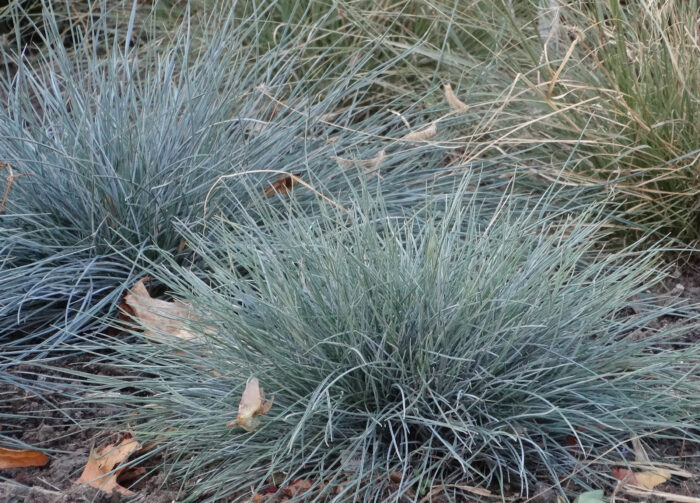 Kostrzewa siwa „Azurit” - Festuca glauca Azurit - Image 4