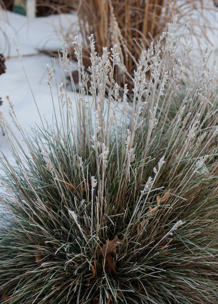 Kostrzewa siwa „Azurit” - Festuca glauca Azurit - Image 5