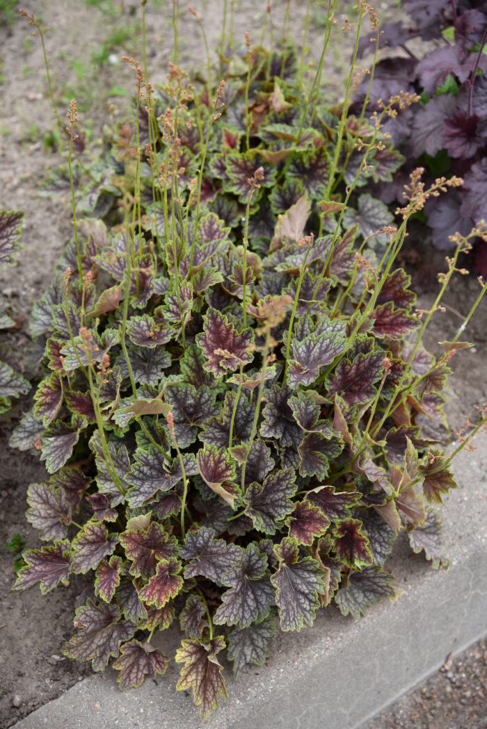 Żurawka „Beauty Colour” - Heuchera americana "Beauty Colour" - Image 3