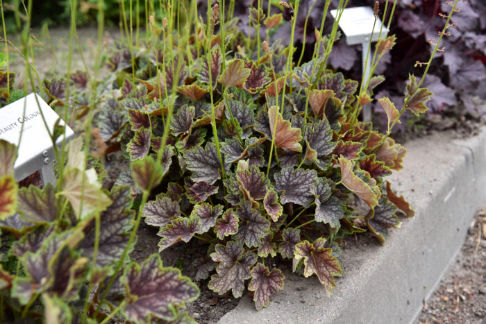 Żurawka „Beauty Colour” - Heuchera americana "Beauty Colour" - Image 4