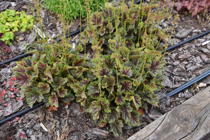 Żurawka „Beauty Colour” - Heuchera americana "Beauty Colour" - Image 5
