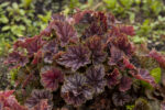Żurawka „Beauty Colour” - Heuchera americana "Beauty Colour" - Image 2