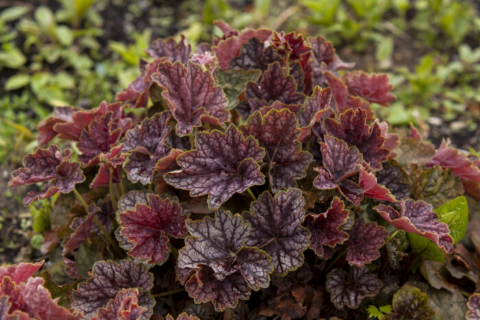 Żurawka „Beauty Colour” - Heuchera americana "Beauty Colour" - Image 2