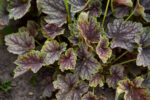 Żurawka „Beauty Colour” - Heuchera americana "Beauty Colour"
