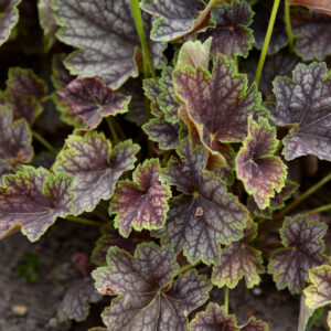Żurawka „Beauty Colour” - Heuchera americana "Beauty Colour"