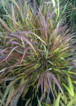 Hakonechloa smukła „Beni Kaze” - Hakonechloa macra Beni Kaze - Image 2
