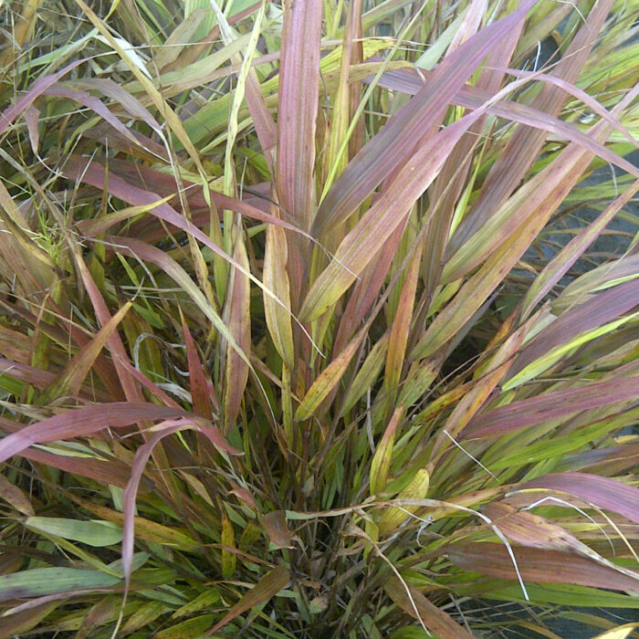 beni-kaze_hakonechloa-macra_75025_2 Hakonechloa smukła „Beni Kaze” - Hakonechloa macra Beni Kaze - Image 1