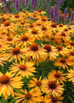 Jeżówka „Big Kahuna”- Echinacea purpurea „Big Kahuna” - Image 2