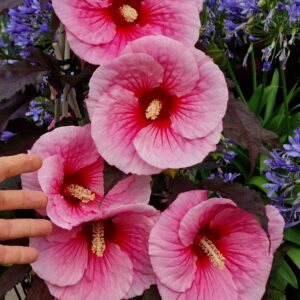 Ketmia bagienna „Big Pansy” - Hibiscus moscheutos Big Pansy