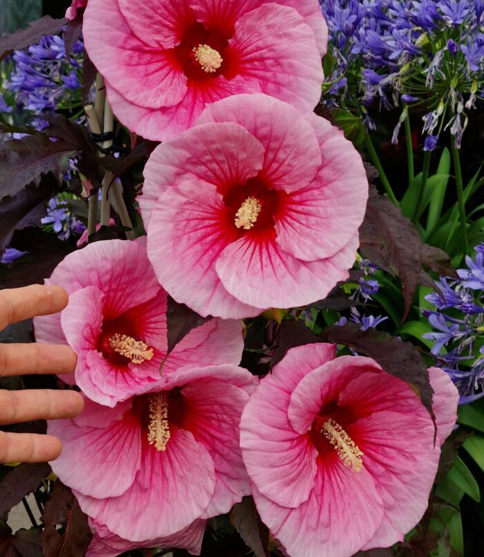 Ketmia bagienna „Big Pansy” - Hibiscus moscheutos Big Pansy - Image 1