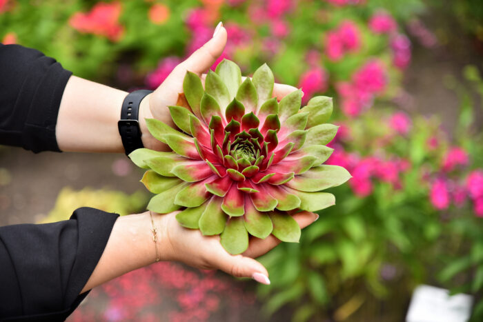 Rojnik „BigSam Pink Pomelo” - Sempervivum hybridum "BigSam Pink Pomelo" - Image 4