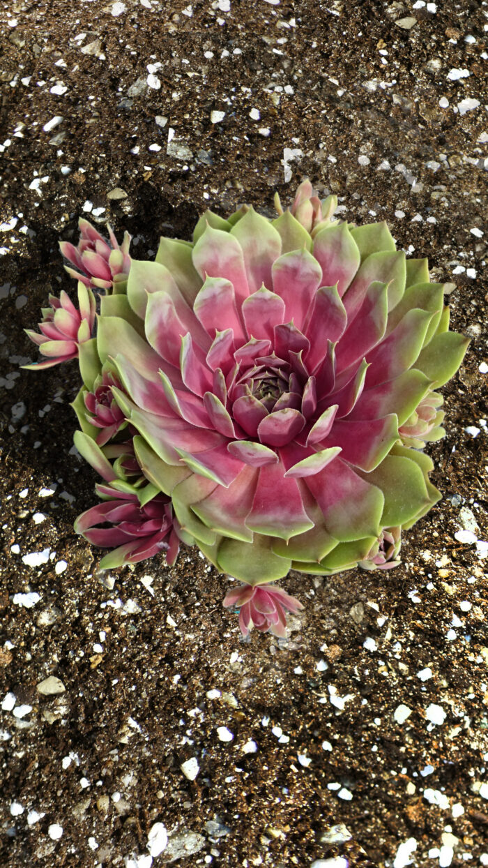 Rojnik „BigSam Pink Pomelo” - Sempervivum hybridum "BigSam Pink Pomelo" - Image 5