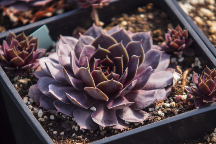 Rojnik „BigSam Pink Pomelo” - Sempervivum hybridum "BigSam Pink Pomelo" - Image 6