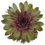 Rojnik „BigSam Pink Pomelo” - Sempervivum hybridum "BigSam Pink Pomelo"