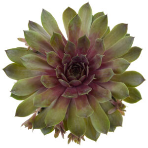 Rojnik „BigSam Pink Pomelo” - Sempervivum hybridum "BigSam Pink Pomelo"