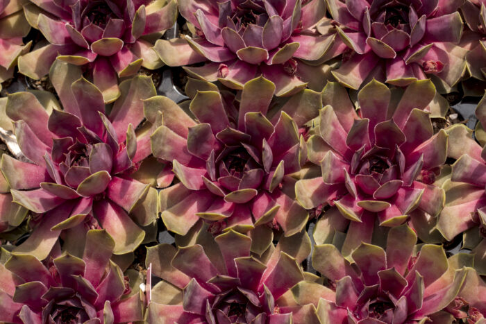 Rojnik „BigSam Pink Pomelo” - Sempervivum hybridum "BigSam Pink Pomelo" - Image 2