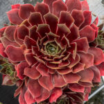Rojnik „BigSam Ruby Star” - Sempervivum hybridum „BigSam Ruby Star”