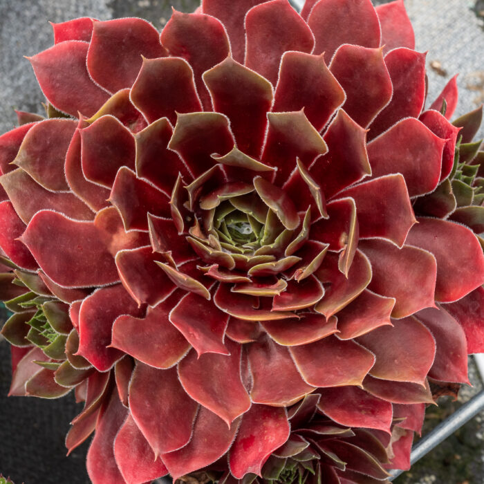 Rojnik „BigSam Ruby Star” - Sempervivum hybridum „BigSam Ruby Star” - Image 1